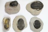 Lot: Assorted Devonian Trilobites - Pieces #119938-2